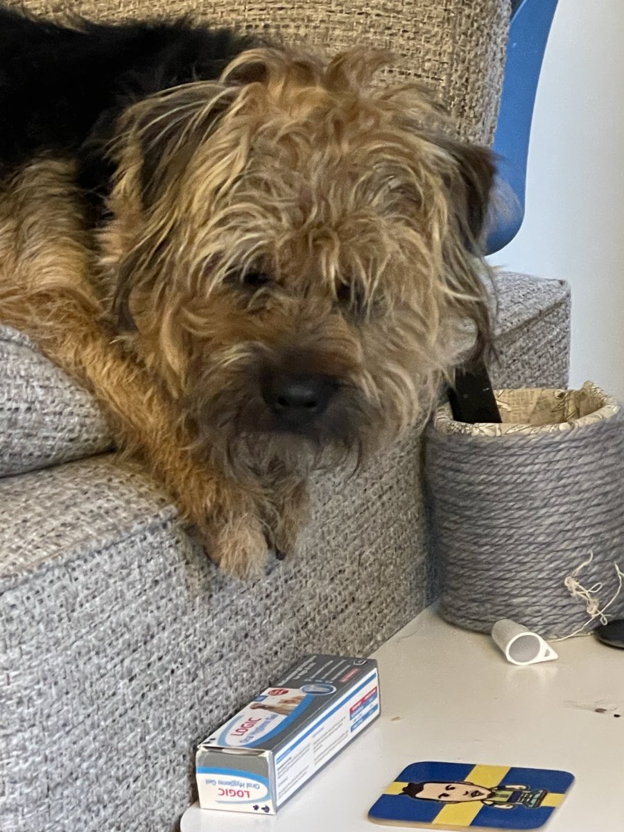 Demanding his evening toothy peg clean…🦷 #BTPosse #Benedict ⁦<a href="/revdlouisjj/">Louis Johnson</a>⁩