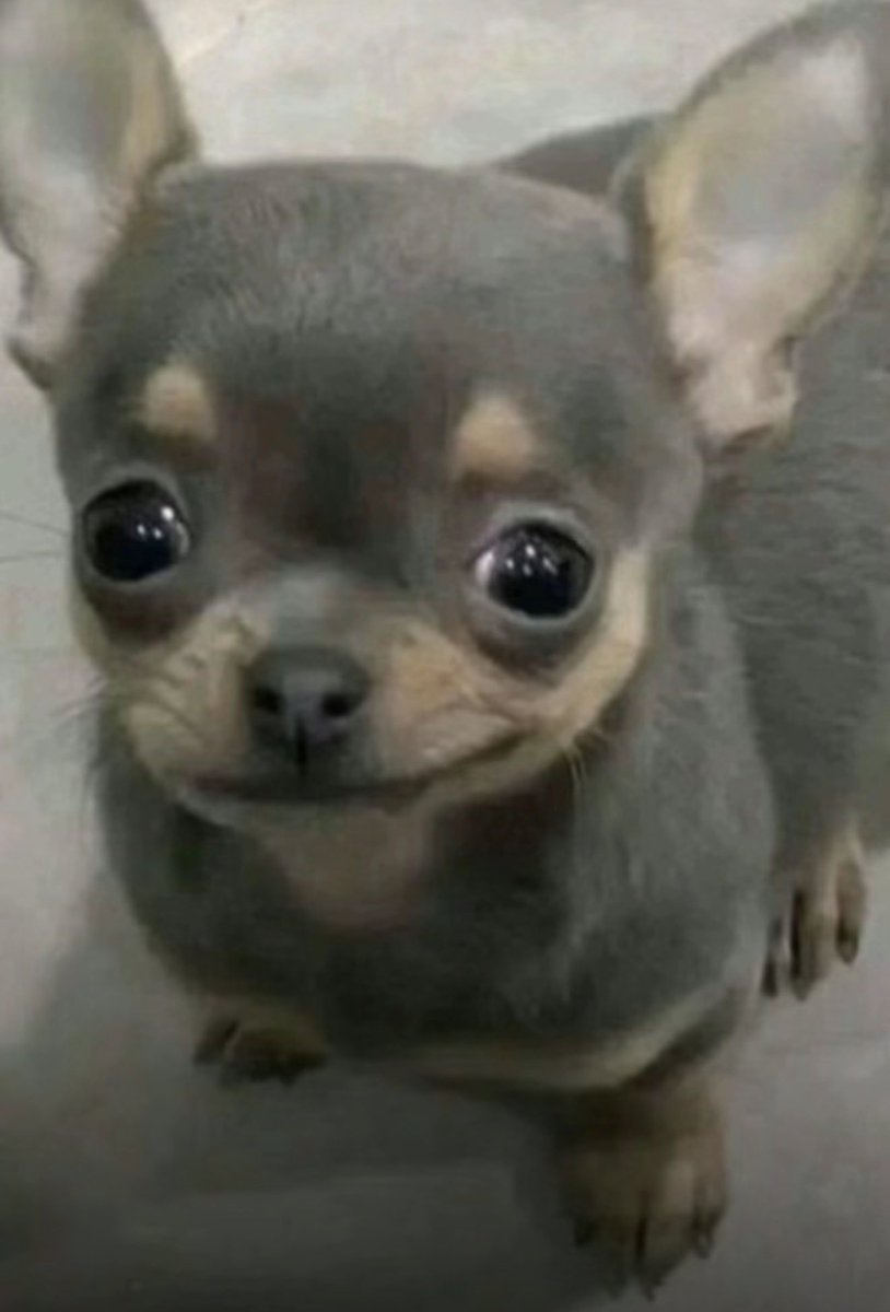 Calyx 💫🐬 tweet media