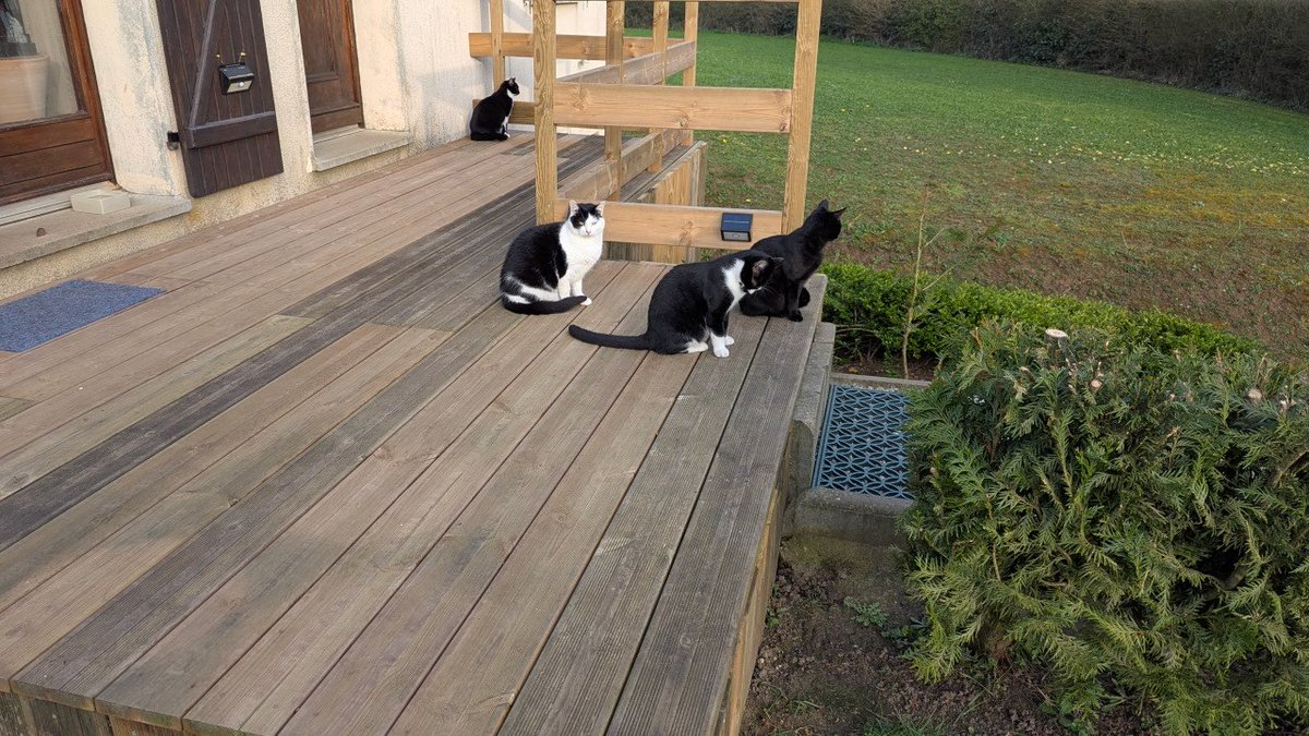 LaBatte420's tweet image. Réunion du #GangOfTuxies après ravitaillement 

Manque Fripon trop occupé à ne pas être avec nous 

#Caturday  #Tuxedos