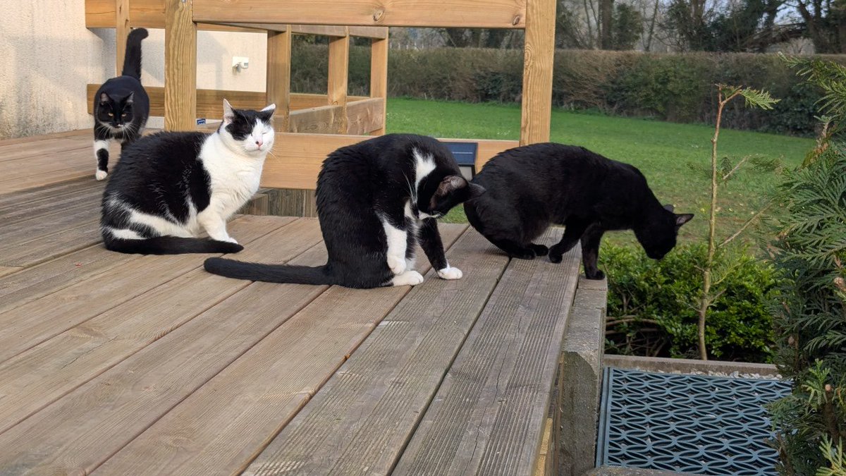 LaBatte420's tweet image. Réunion du #GangOfTuxies après ravitaillement 

Manque Fripon trop occupé à ne pas être avec nous 

#Caturday  #Tuxedos