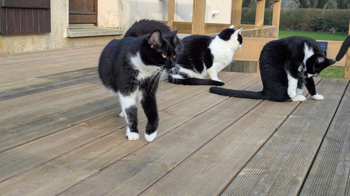 LaBatte420's tweet image. Réunion du #GangOfTuxies après ravitaillement 

Manque Fripon trop occupé à ne pas être avec nous 

#Caturday  #Tuxedos