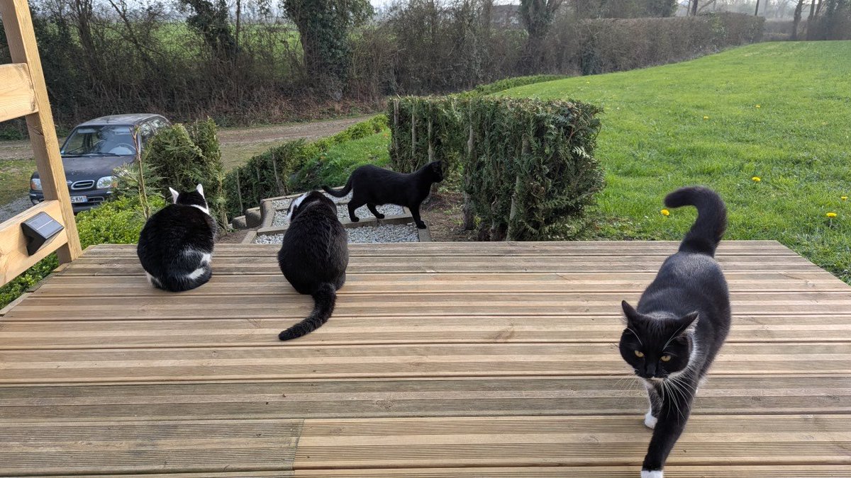 LaBatte420's tweet image. Réunion du #GangOfTuxies après ravitaillement 

Manque Fripon trop occupé à ne pas être avec nous 

#Caturday  #Tuxedos