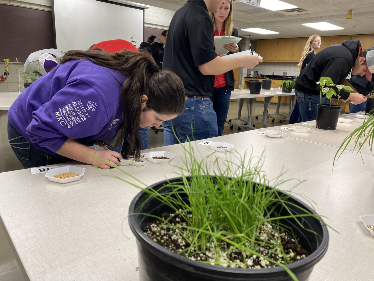 K-State Crops Judging tweet media