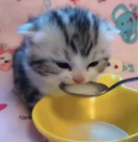 moonkase tweet media