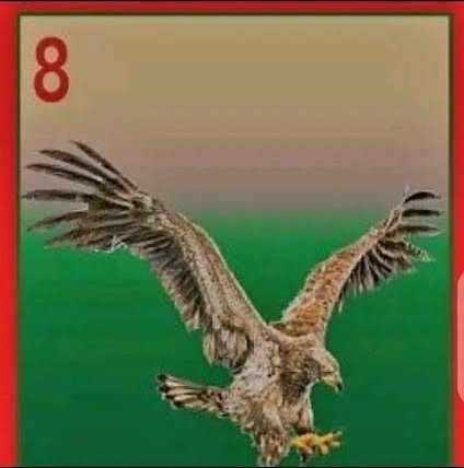 PATRIOTIC SOJA ($TSIR-MUNCHAN) tweet media