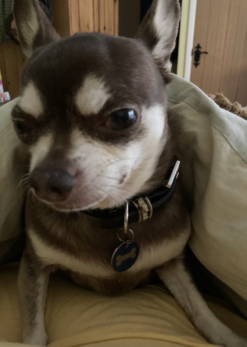 Billy Bear and Chums tweet media