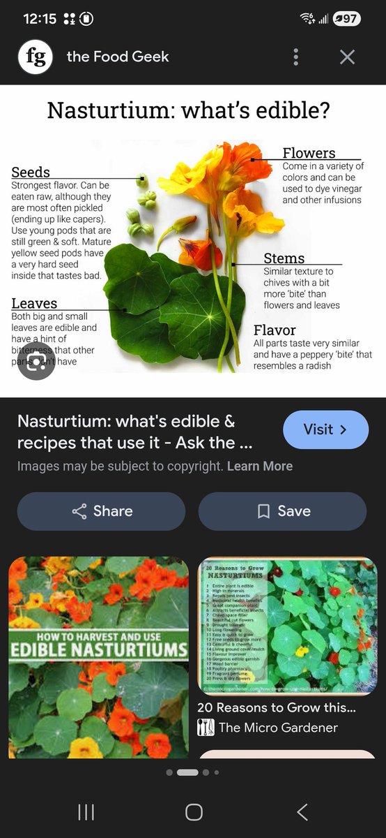 OhMy98's tweet photo. @EmyEjh @Cloudmobile2021 @LstansX 1. He's in a greenhouse at night with sunglasses on; that's a lot on its own. 2. Yes, tomatoes. 3. On his other side is Nasturtium, illuminated; the seed description 😬. Take a peek at Wikipedia for those and zygomorphic flowers (like orchids!). A lot of possible coincidences 🤷‍♀️ https://t.co/FDKZXOiLzi