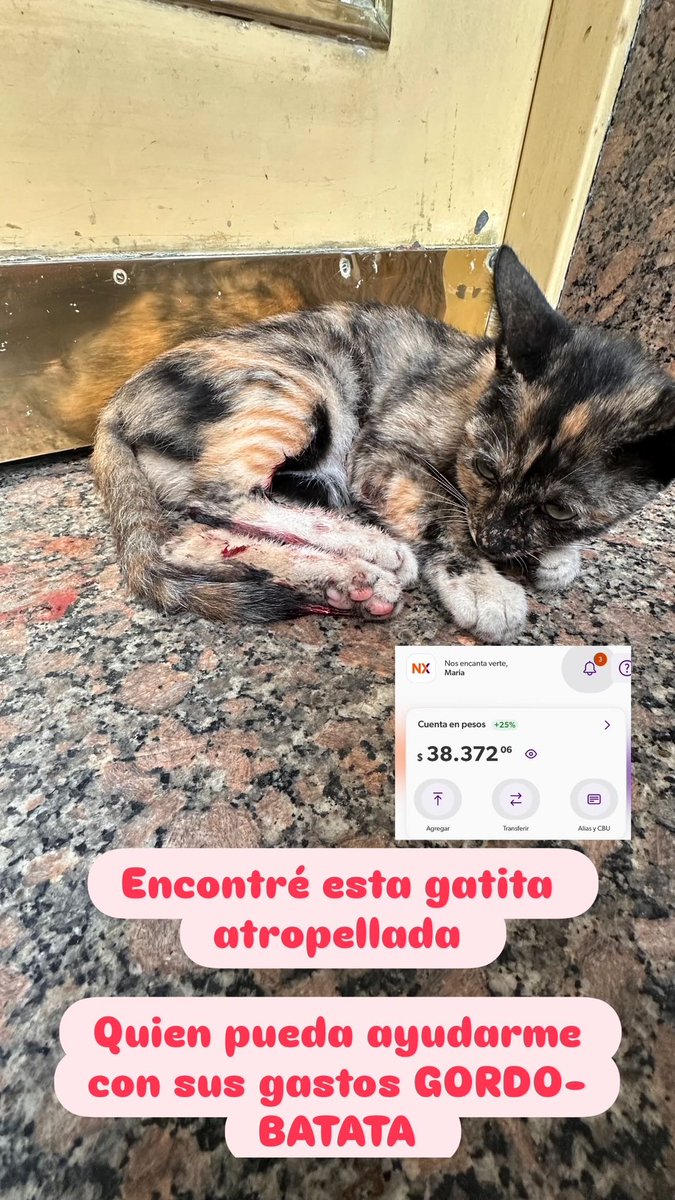 Por favor si me pueden ayudar a difundir 🙏🏻
<a href="/aaguvolpato/">agu </a> <a href="/CroArg/">.</a> <a href="/misuperamigo/">misuperamigofiel 🇦🇷</a> 

La acabo de encontrar en la calle atropellada, estamos en una clínica veterinaria ahora.