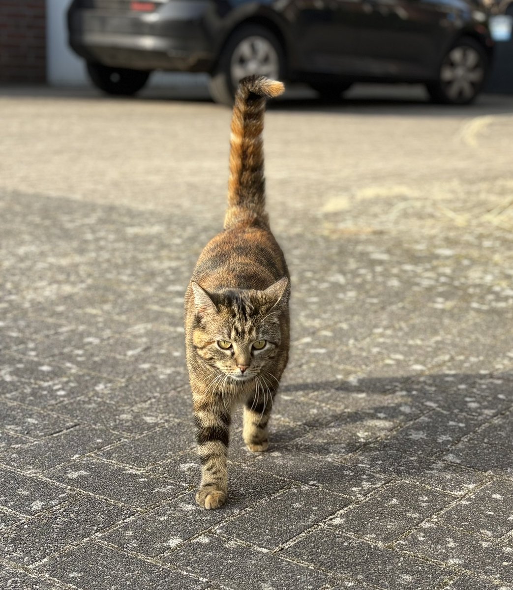 ᶠʳᵃᵘ ᴾᶦᵉᶠᵏᵉ +2 tweet media