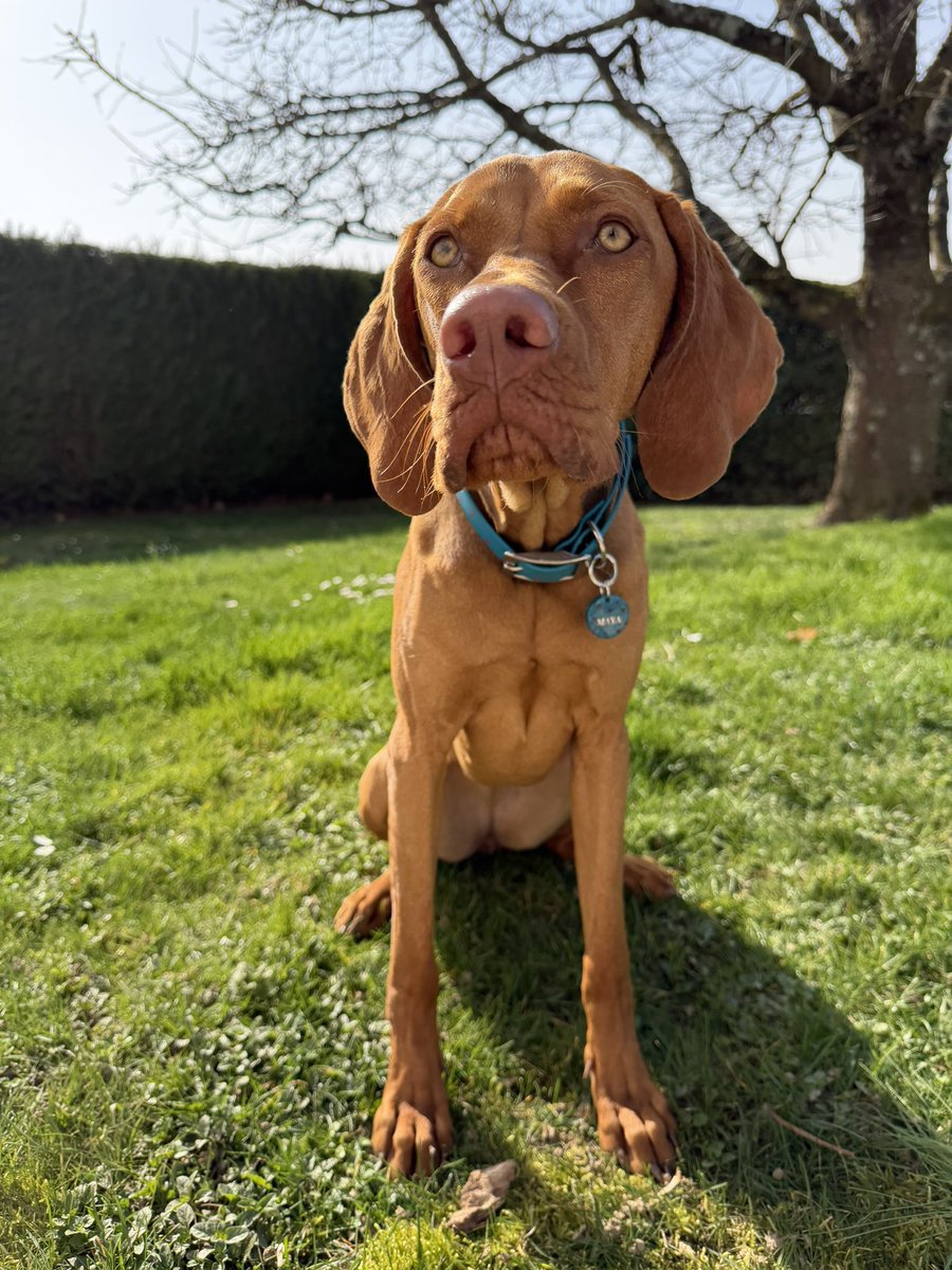 Camille #SaveSWAT tweet media