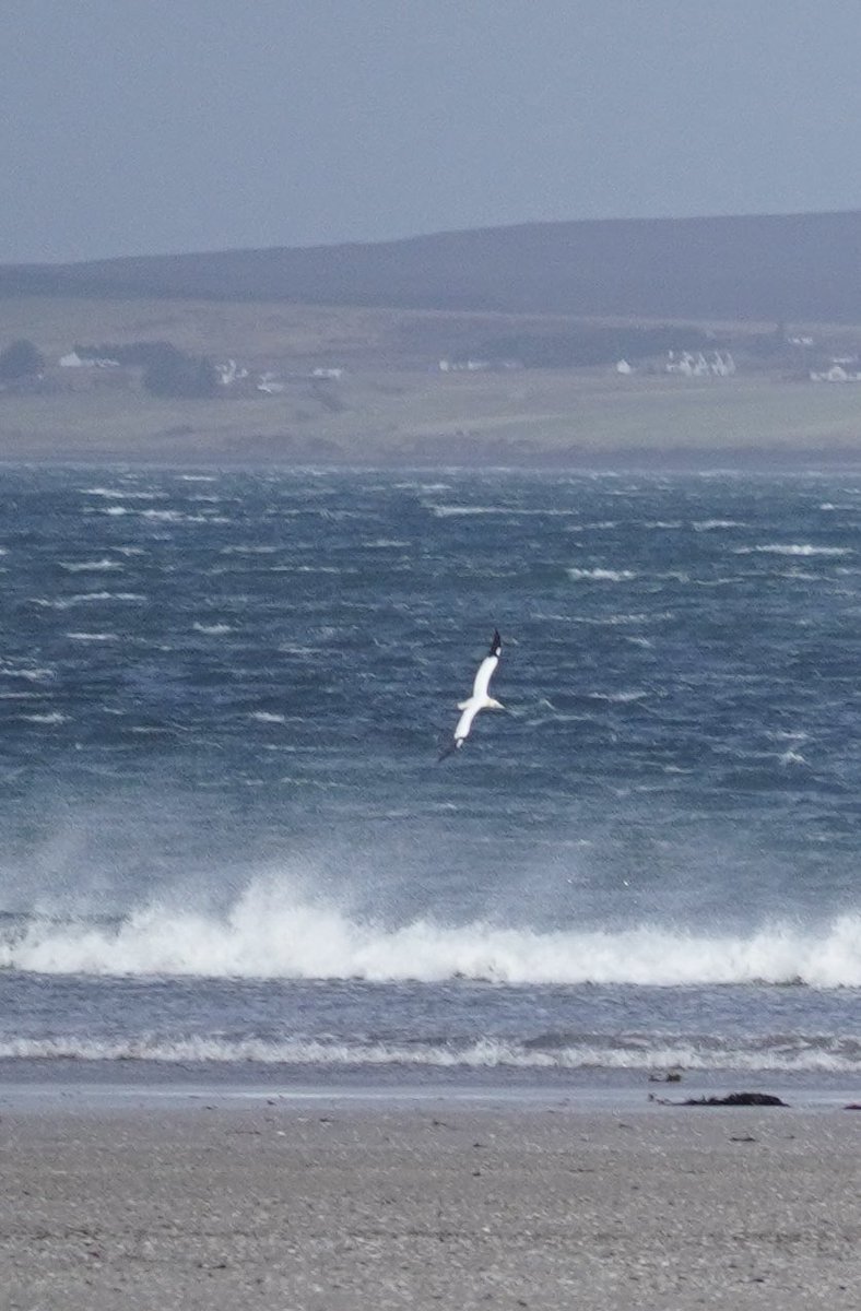 Dun Ringle🏴󠁧󠁢󠁳󠁣󠁴󠁿🇳🇴 tweet media