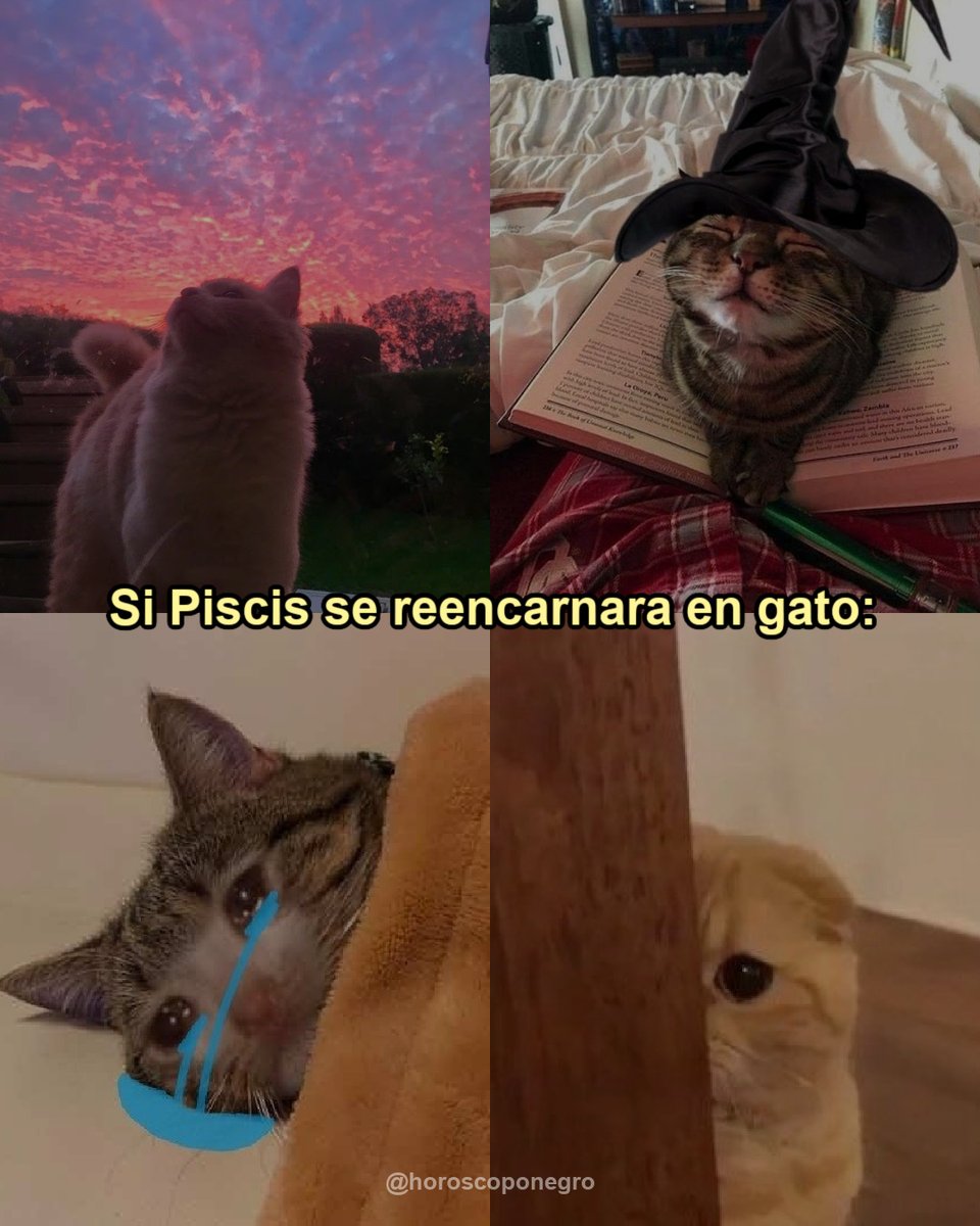 piscis_hn's tweet photo. Piscis si fuese un gato ✨🔮 https://t.co/XPfou43zvi