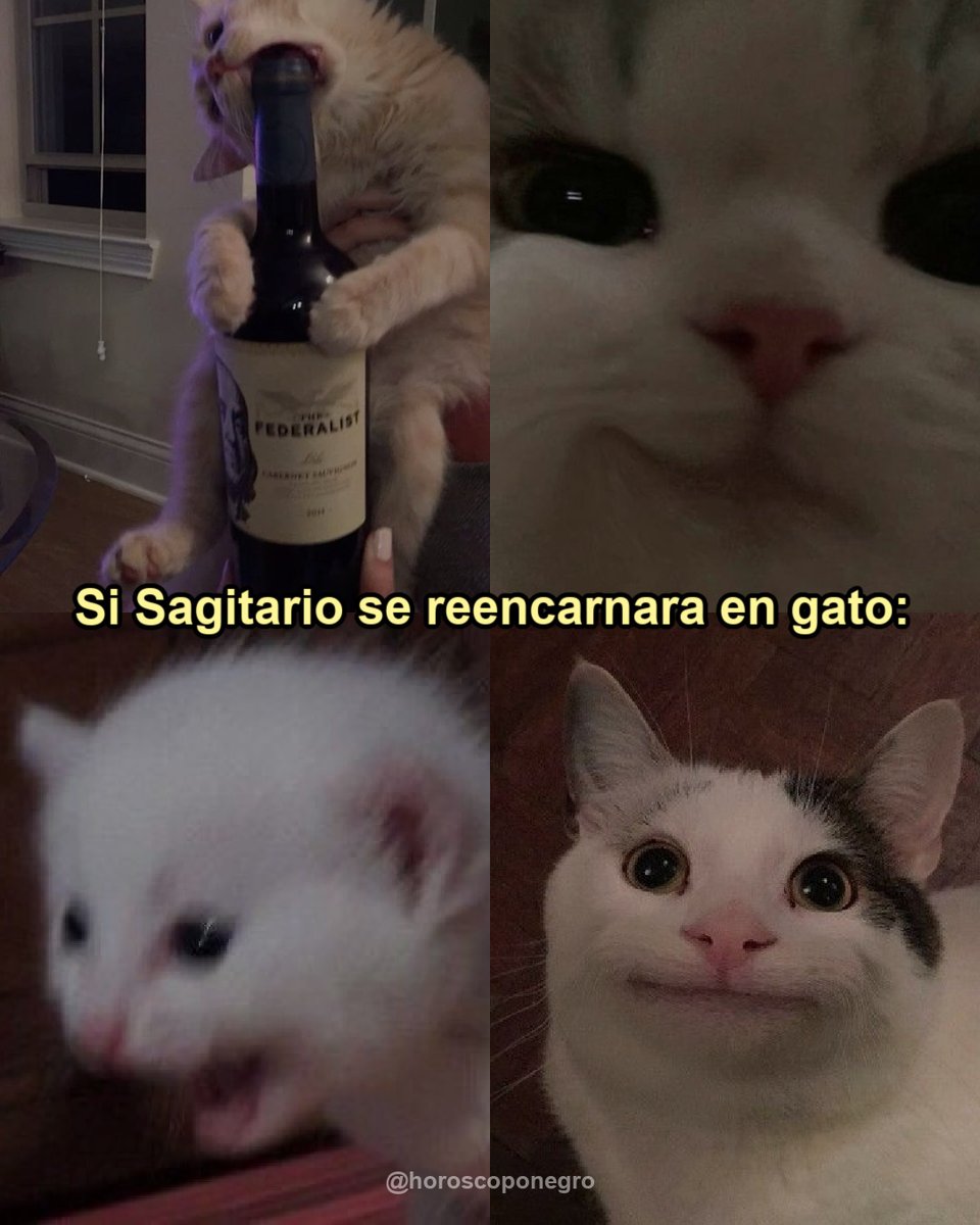 Sagitario si fuese un gato ✨🔮