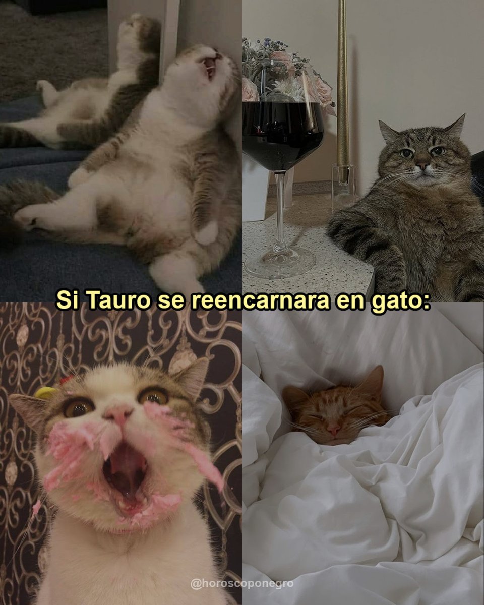Tauro si fuese un gato ✨🔮