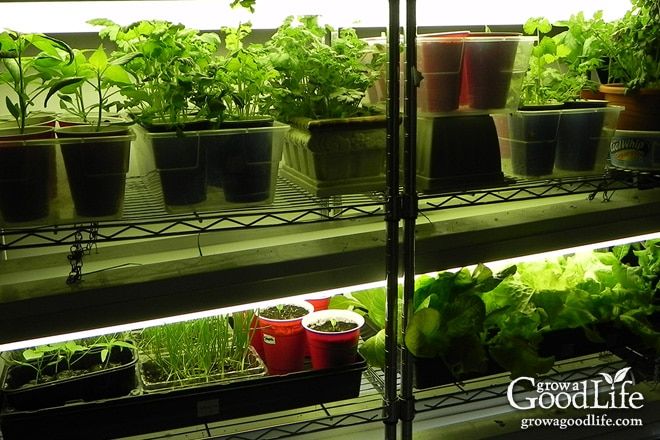 Grow a Good Life tweet media