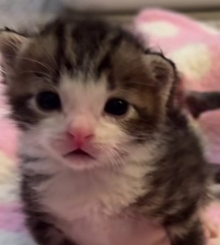 Neris_💬💤 tweet media