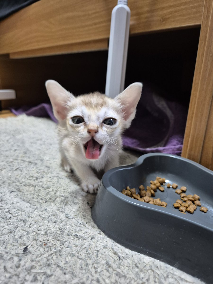 윤지냥이 tweet media