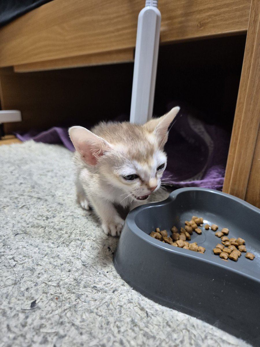 윤지냥이 tweet media