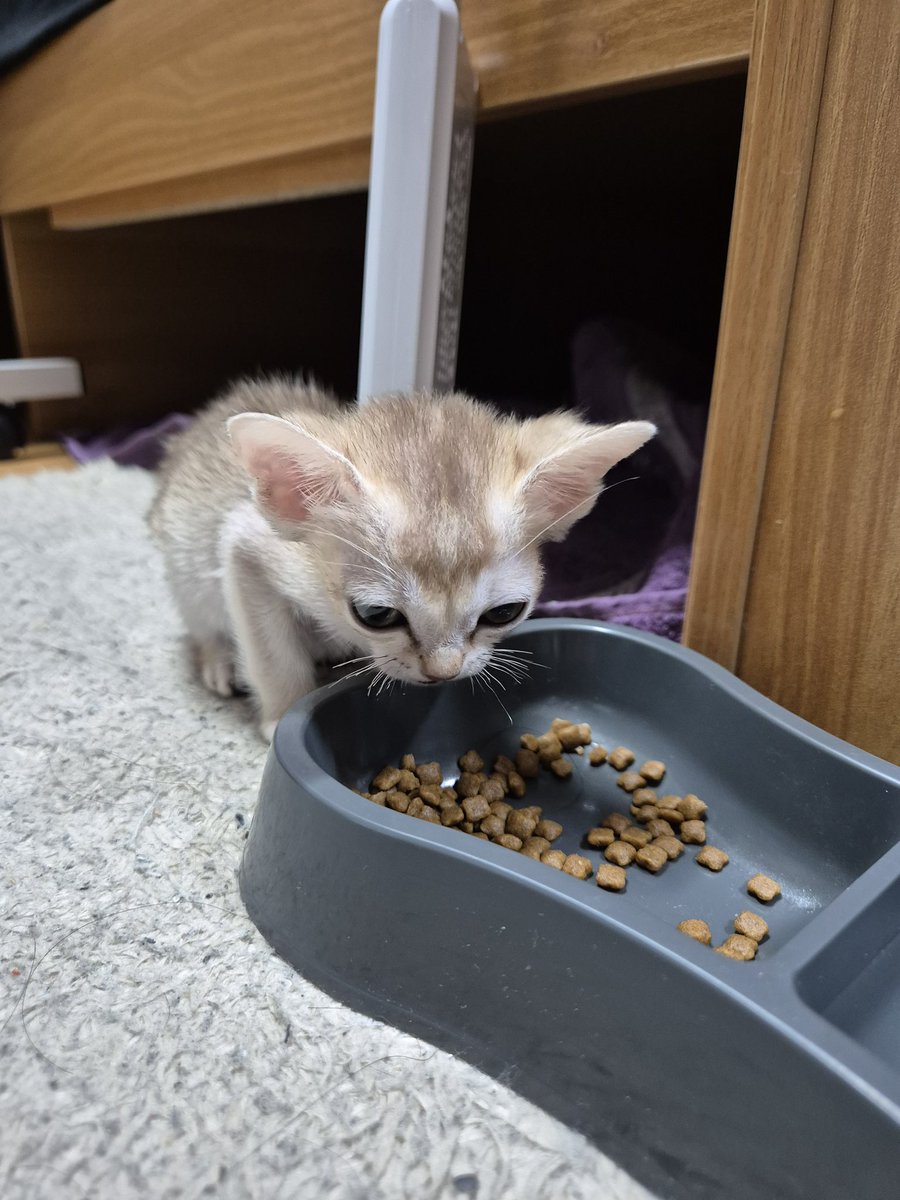 윤지냥이 tweet media