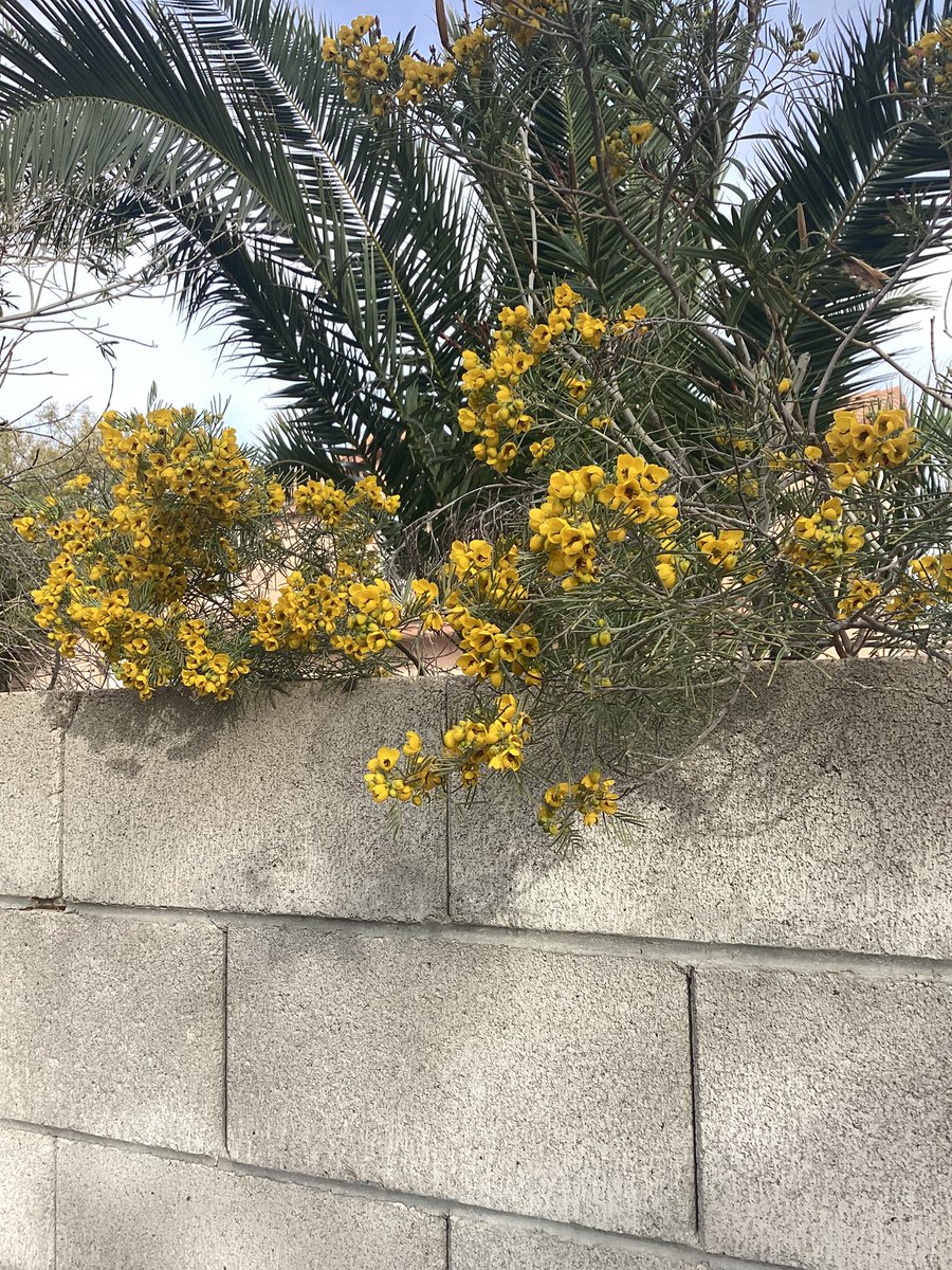 Manager_dante's tweet photo. <Saw these flowers today, thought they looked nice> https://t.co/GNvh927lV2