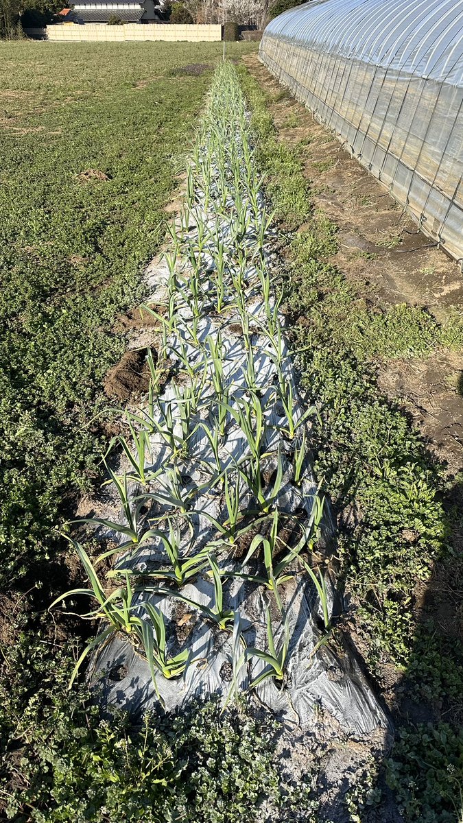 今日は朝から鉾田の畑でニンニクのお世話。終わり次第でキタアカリの植え付け！