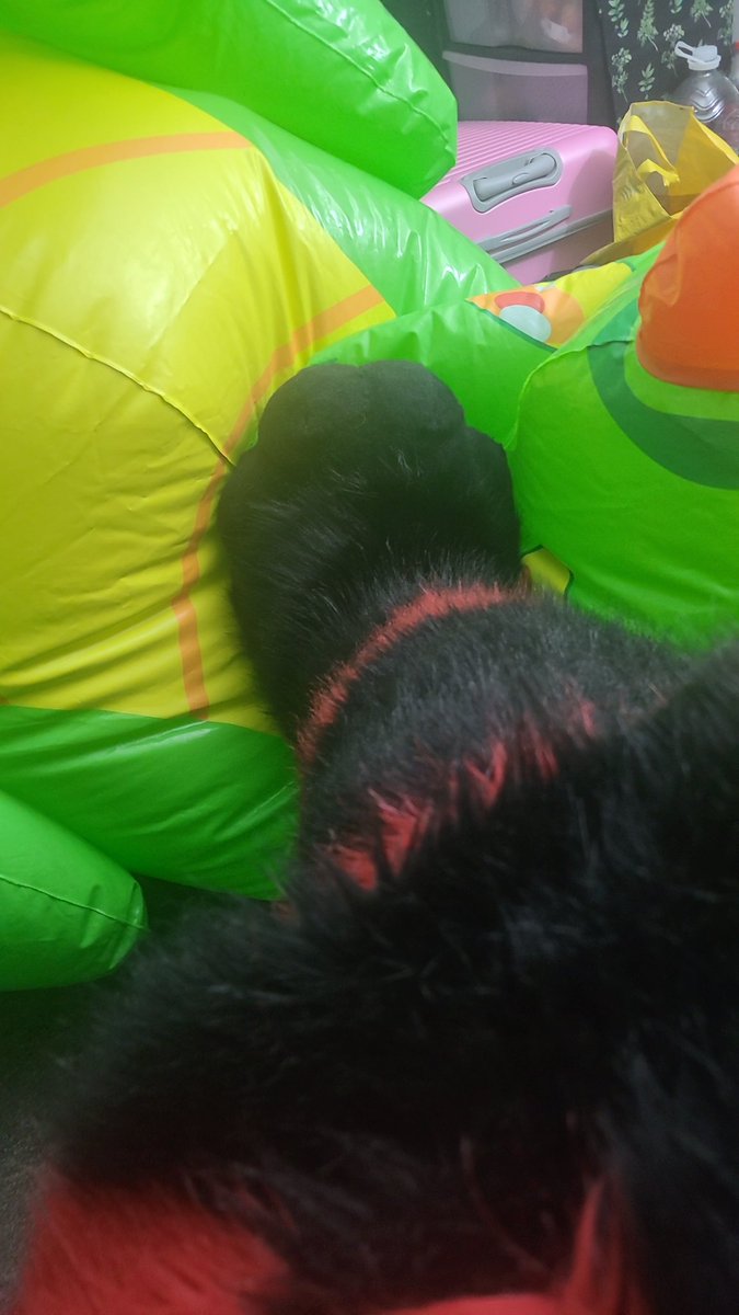 Rinz / Prisma 🔜 Confuzzled 2026 tweet media