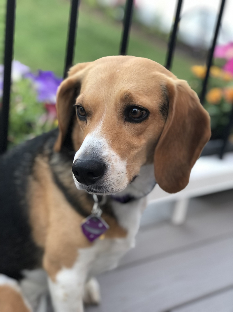 B.O.N.E.S. Beagles tweet media