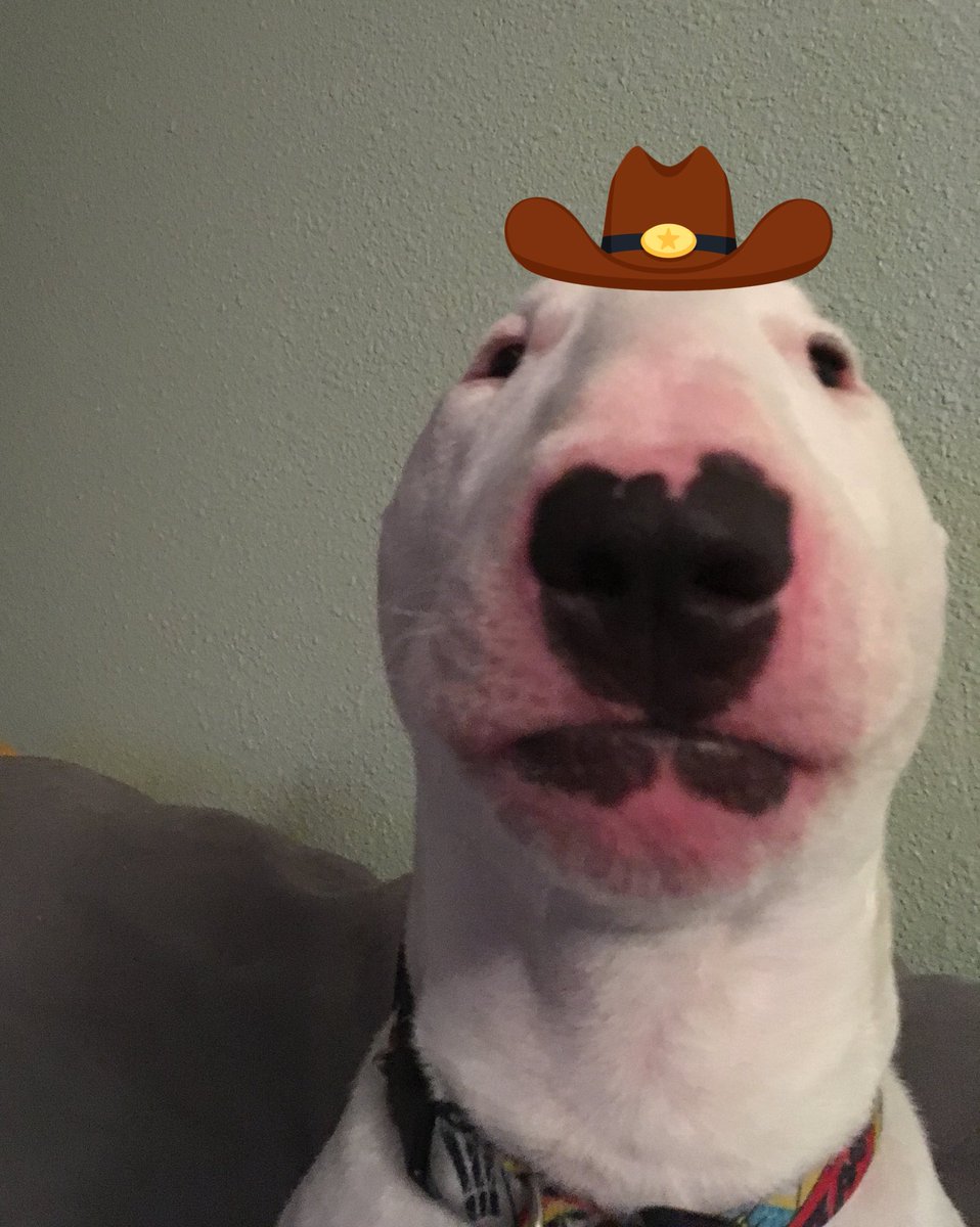 🐶 NELSON tweet media