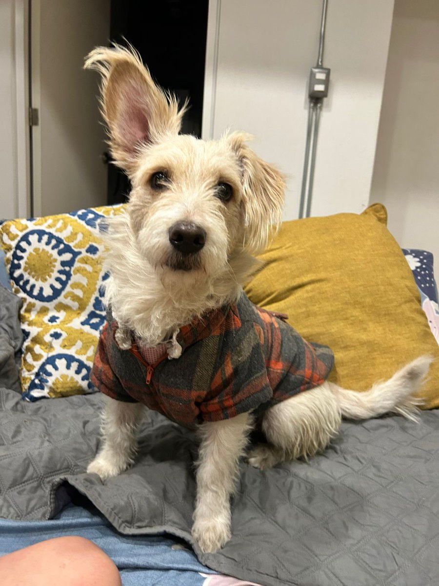 🚨Se que aquí casi nadie me lee pero ayúdenme porfa, necesito encontrarle una familia a "Piloncillo" (así lo nombramos en casa) era un perrito callejero pero no se lleva bien con uno de mis perros y pelean feo. Es muy tierno con la gente y ya lo llevé a esterilizar 🚨