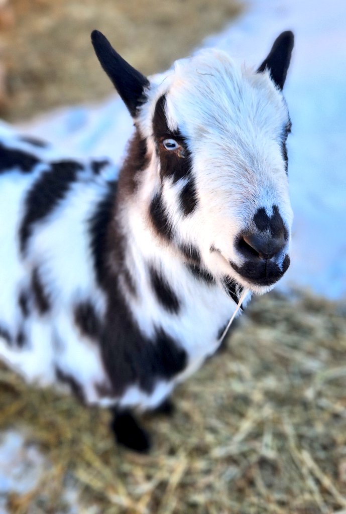 🐐Winston🌈Thatcher🌈Domino, Walnut, Jasper🐐 tweet media