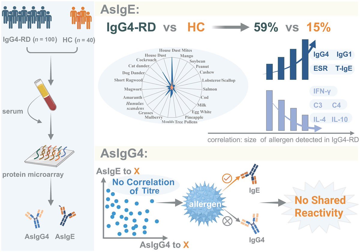 alb_giraldo's tweet image. A recent study reveals a distinct latent #allergen profile in #IgG4-related disease (IgG4-RD) characterized by frequent sensitization (especially to house dust mites and cockroach), tied to heightened #inflammation, specific patterns of organ involvement, and evidence that #IgE