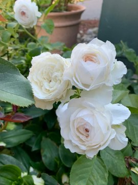 Adrian69584151's tweet photo. It's not just the flowers🌺 that are blooming, but also the girlish feelings that can't be hidden https://t.co/Z9rnhLgBnU