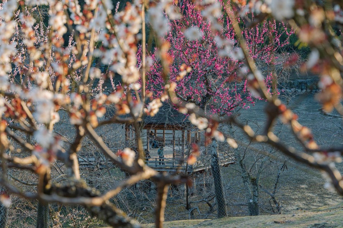 奈良公園 | Nara Park【公式】 tweet media