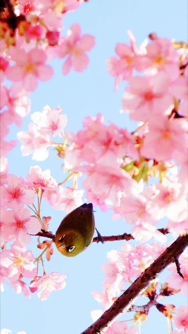 河津桜とメジロ