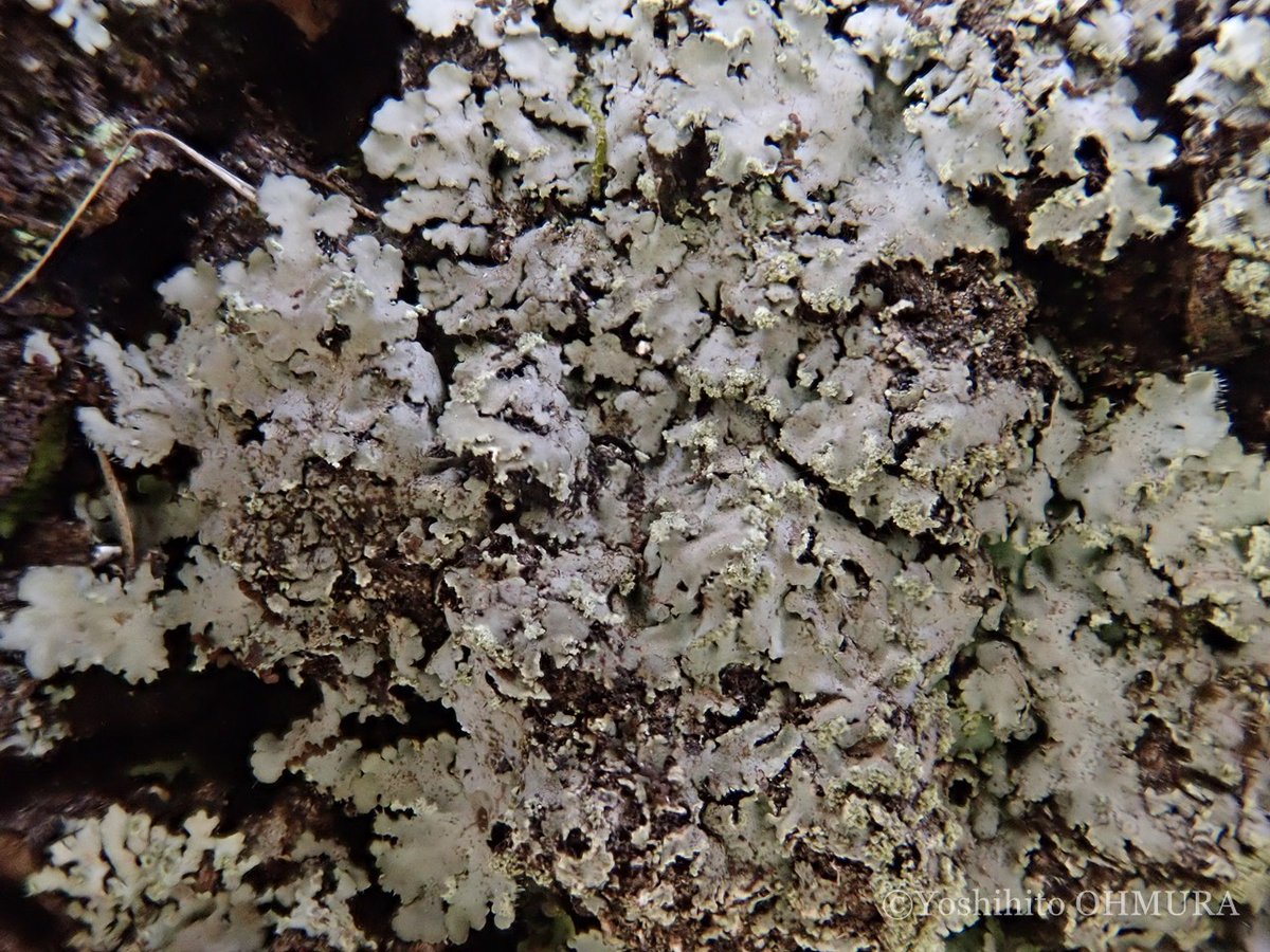 Yoshihito OHMURA tweet media