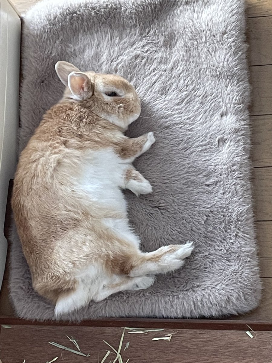 Seta碧光🐰 tweet media