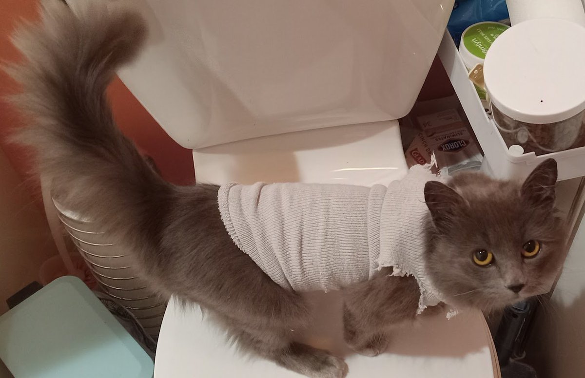 Because of Jim/Wild Serenity Cat Rescue Fund tweet media