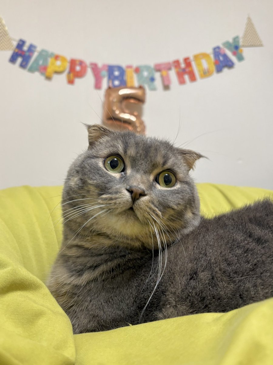Laird0308's tweet photo. 今日はレアちゃんの誕生日です🎂
5歳になりました！🎉

#猫 #レアちゃん #マンチカン #日ハム #レアード #Laird #lovefighters https://t.co/ViI766jsaU