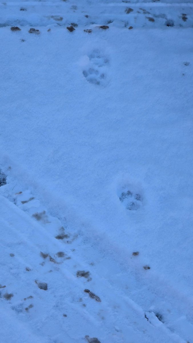 astronomy_dan's tweet photo. Some Cat ๐ ๐ป ๐โโฌ๏ธ paw ๐พprints in the snow โ๏ธ in Wolverhampton West Midlands UK on 05/01/26. @MoonHourSocial @ThePhotoHour @StormHour #Snowfall #Snow #Winter2026 #winter #freezing #Freezingcold https://t.co/VWFhzYdnWd