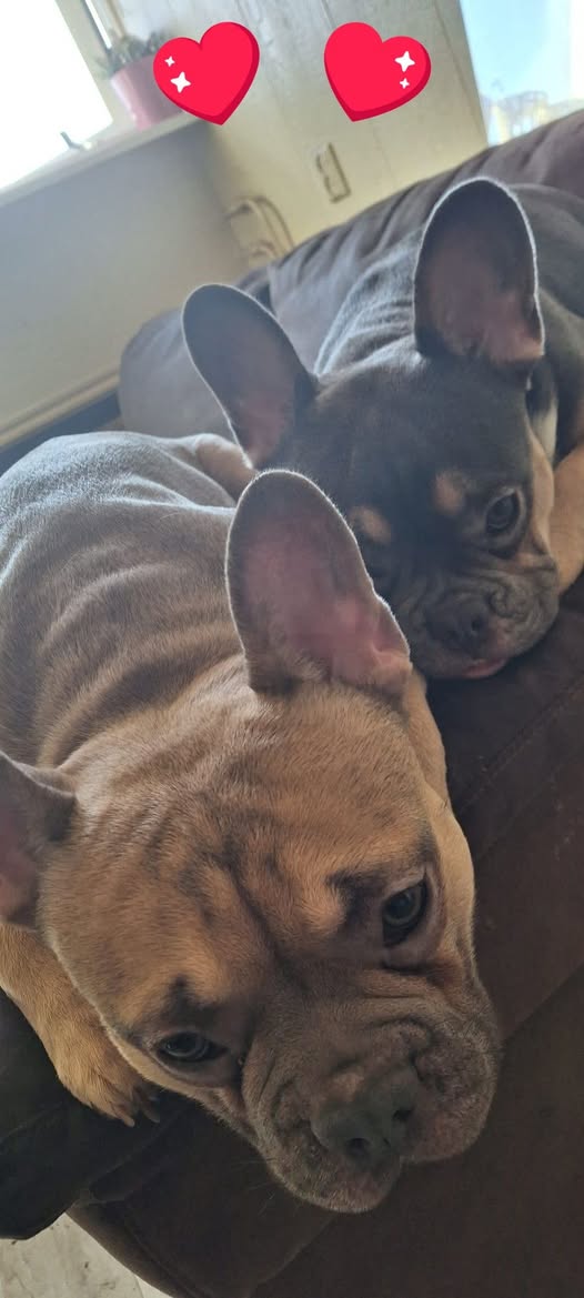 CHRISTINA KNEGT:
Hallo ben mijn zwarte franse bullddog kwijt sinds vandaag aub als iemand hem ziet of heeft laat het me weten
Mijn telefoon nr is 0610569115
Hondje rechts op foto