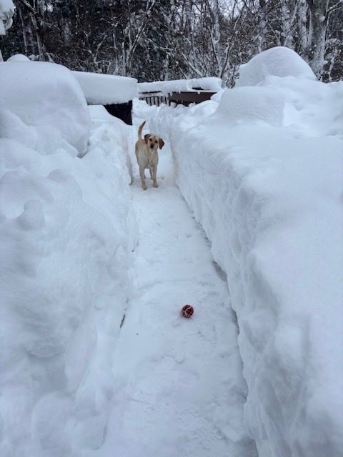 RI Department of State | Secretary Gregg M. Amore tweet media