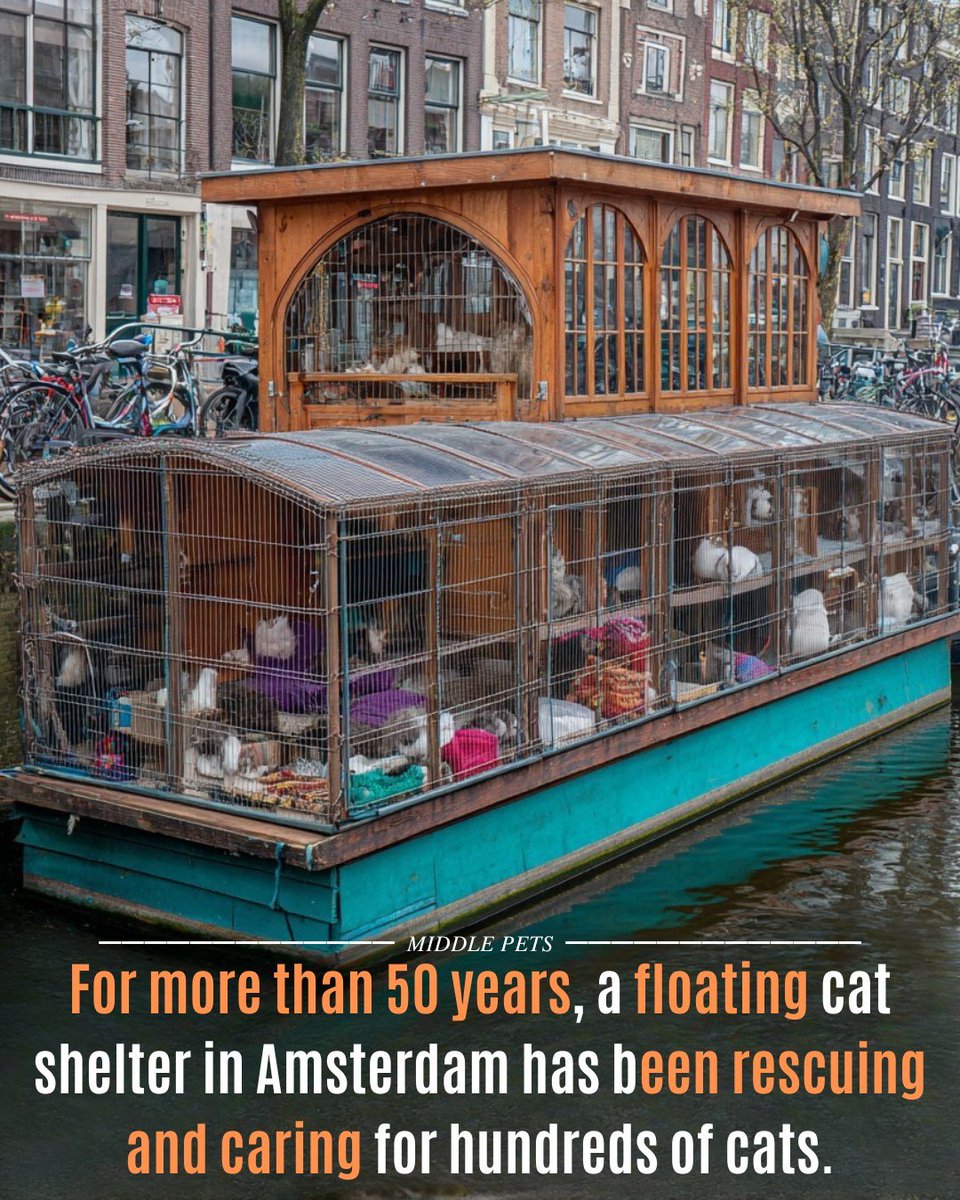 Meet De Poezenboot — a one-of-a-kind floating cat sanctuary on the canals of Amsterdam. 📷
Since 1968, this humble boat has been rescuing around 200–250 abandoned and injured cats every year, giving them a safe place to heal and a second chance at life.
Inside, the rescued cats