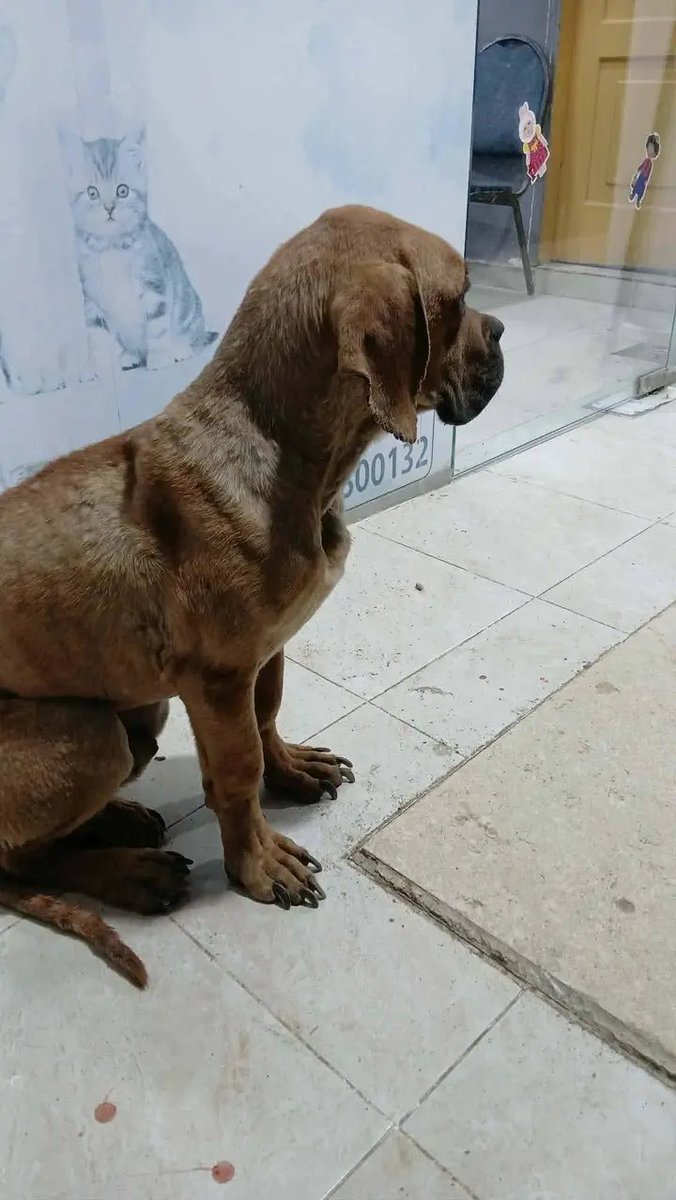 DanBurmawy's tweet photo. A veterinarian in Cairo, Egypt, received a dog that had been repeatedly sexually abused. 

In the report, the veterinarian described severe injuries consistent with repeated assault, apparently by more than one person. 

According to some reports, five youths were later revealed to have regularly abused the dog.

Growing up in the Middle East, I personally knew of cases where people attempted to sexually abuse chickens, abused donkeys, and one man was even caught abusing a cow.

I have spoken before about how extreme sexual repression in many Islamic societies can contribute to deeply disturbing behaviors like these, and sometimes worse.