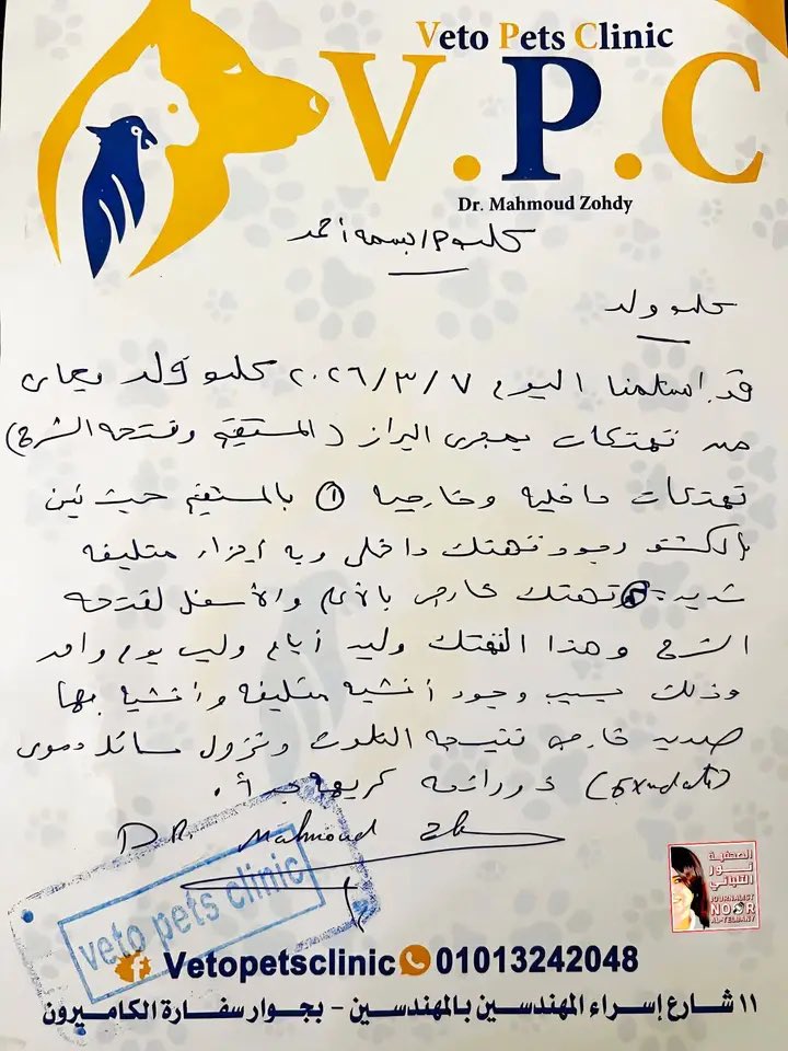 DanBurmawy's tweet photo. A veterinarian in Cairo, Egypt, received a dog that had been repeatedly sexually abused. 

In the report, the veterinarian described severe injuries consistent with repeated assault, apparently by more than one person. 

According to some reports, five youths were later revealed to have regularly abused the dog.

Growing up in the Middle East, I personally knew of cases where people attempted to sexually abuse chickens, abused donkeys, and one man was even caught abusing a cow.

I have spoken before about how extreme sexual repression in many Islamic societies can contribute to deeply disturbing behaviors like these, and sometimes worse.