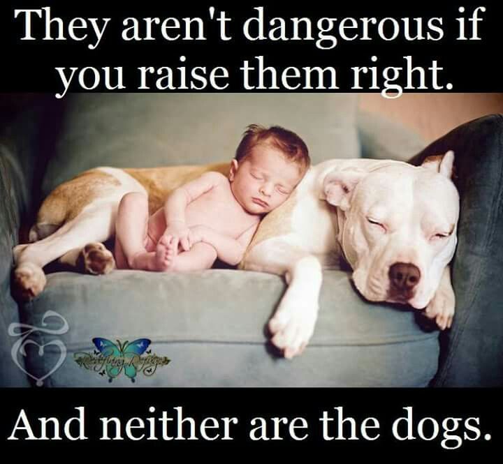 Pit Bulls Against Discrimination (@pitbullsad) on Twitter photo 
