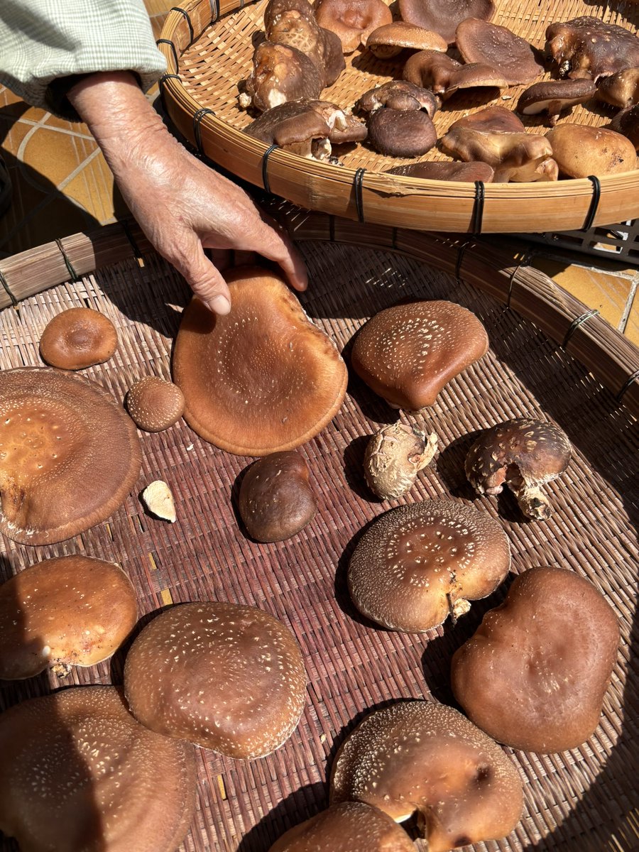 たぶんmitsu tweet media