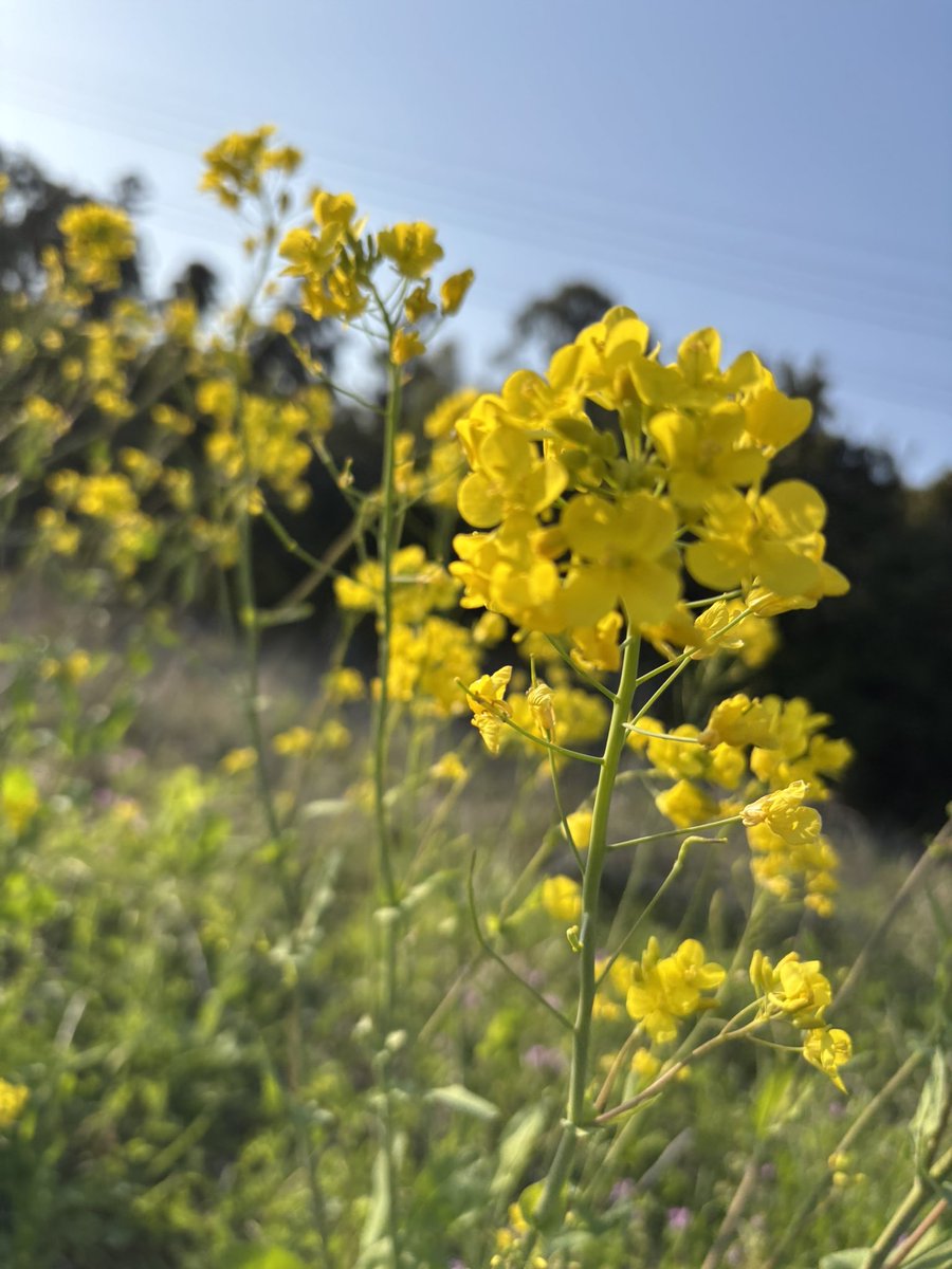 たぶんmitsu tweet media