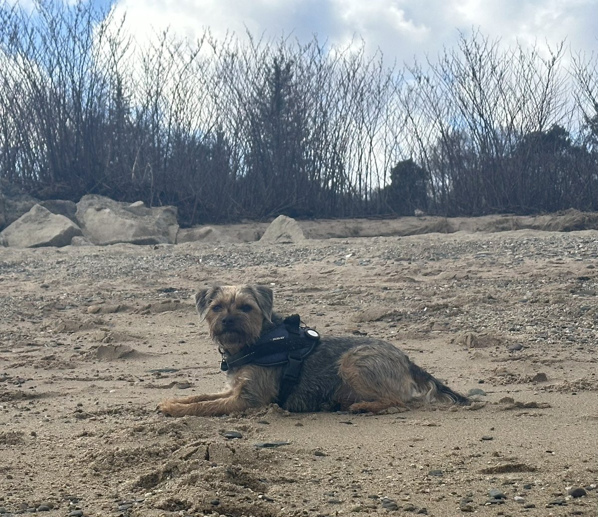 Miss Scraggy Agnes tweet media