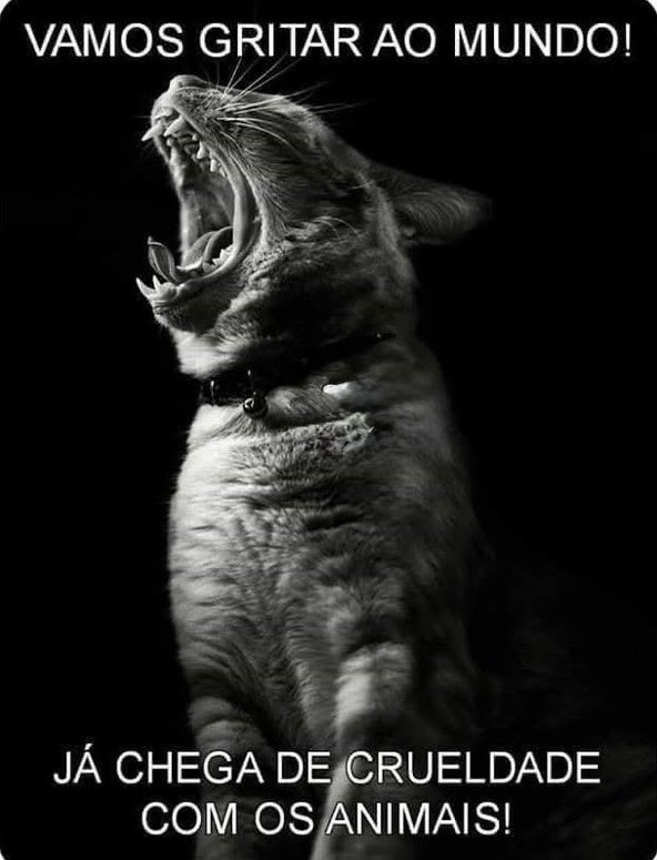 Vamos gritar ao mundo: já chega de crueldade contra os animais!
Eles sentem dor, medo e abandono, mas também oferecem amor puro e lealdade.
Quem tem voz precisa falar por quem não pode se defender.
Respeito, proteção e justiça para todos os animais. 🐾✊

#JustiçaPorOrelha