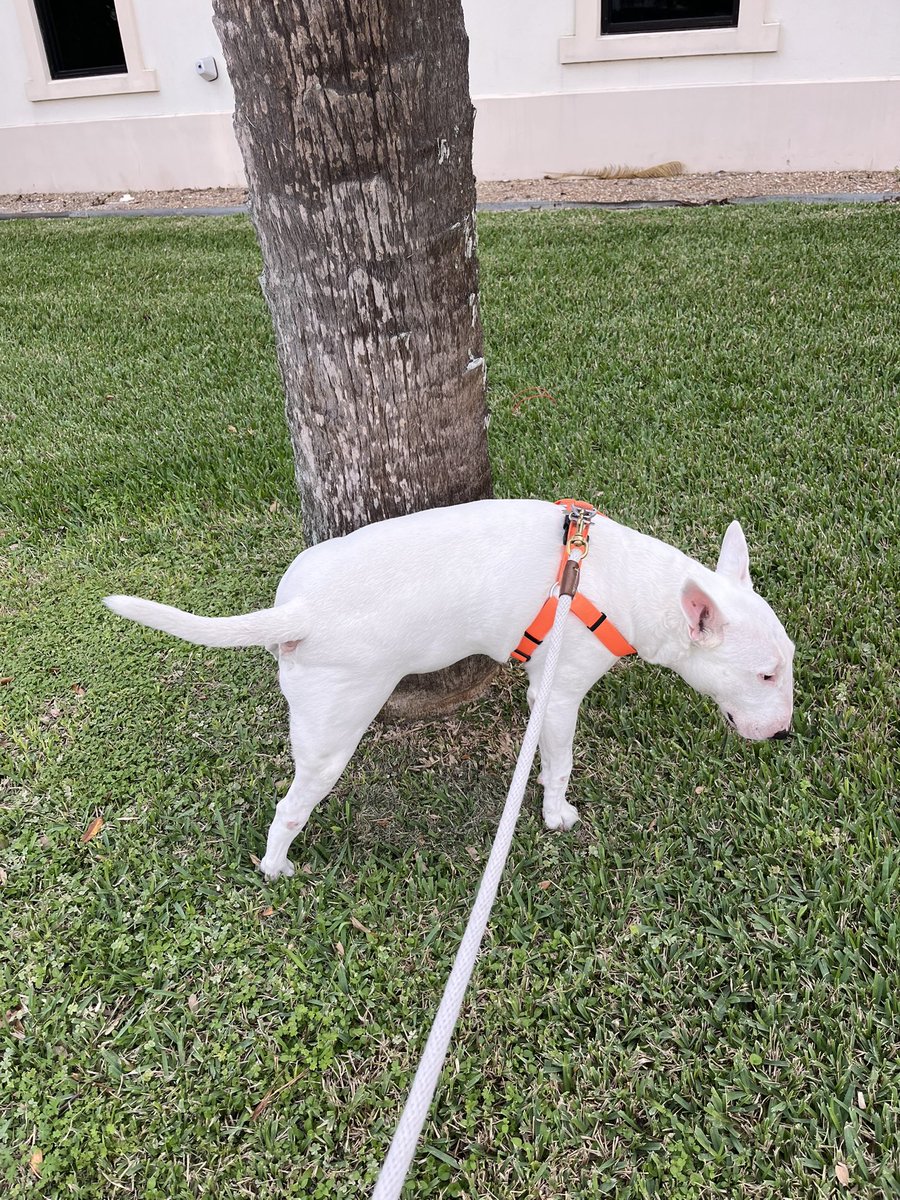 🐶 NELSON tweet media